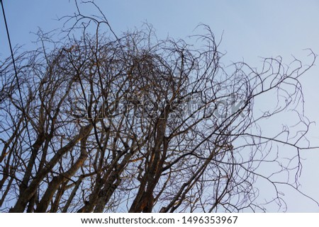 dry tree with a sky background . Tree and branches of the tree                              
