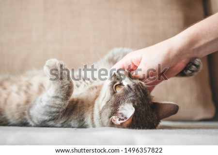 gray striped cat with woman's hand on a brown background. 