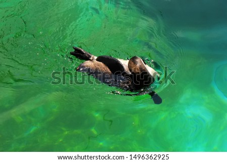 the action of a penguin swimming in a pool located in a zoo