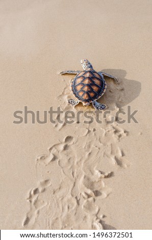green sea turtle walk to ocean.