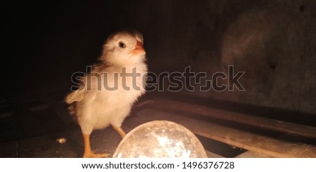 Chicks and light bulbs at night.