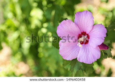 Beautiful tropical Hibiscus flower on bush outdoors