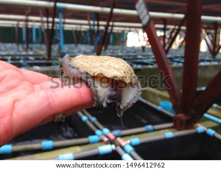 Abalone shell mollusc in aquaculture (Haliotis midae). South African abalone shell texture. Iridescent perlemoen abalone or paua. Fresh aquaculture farming marine animal and popular Chinese food dish. Royalty-Free Stock Photo #1496412962