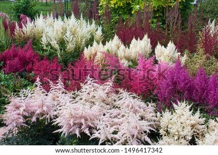 Multicolored astilbe plants in garden, colorful vivid background, floral wallpaper. Different varieties of astilbe chinensis in one place Royalty-Free Stock Photo #1496417342