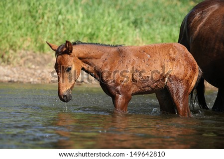 Beautiful brown foal first time in the wather Royalty-Free Stock Photo #149642810