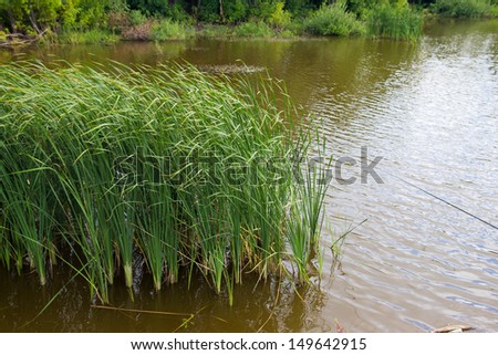 reeds at the lake on the nature
