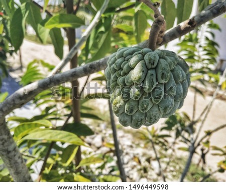 Annona squamosa (srikaya) which is still in the tree