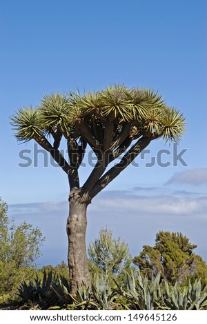Dragon tree on La Palma