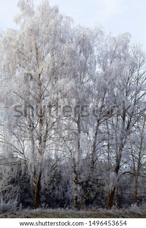 deciduous trees after snowfall and frost, branches covered with snow and ice, cold frosty winter weather, trees without foliage