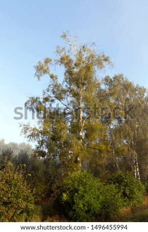 new yellow color of birch leaves in the autumn city Park, beautiful autumn nature in the afternoon, the sun illuminates the autumn birch