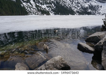 
ducks in a mountain lake