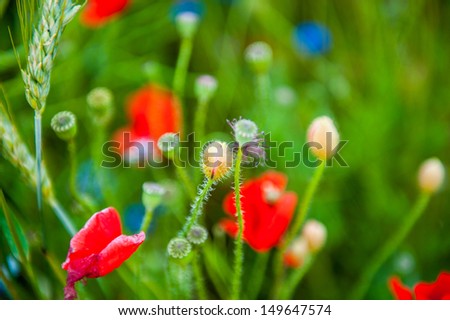 an image of blooming red poppies in the meadow