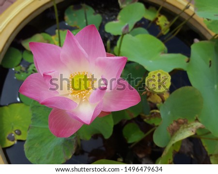 Pink  water lily or lotus flower blooming in the pond. blooming lotus flower in summer pond with green leaves as background. soft focus,Select focus