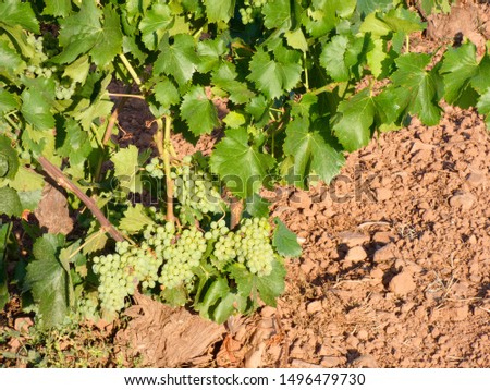 Grape in the vine strain before the harvest; the fruit is still green