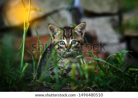  Tabby kitten on a background of bricks and flowers
