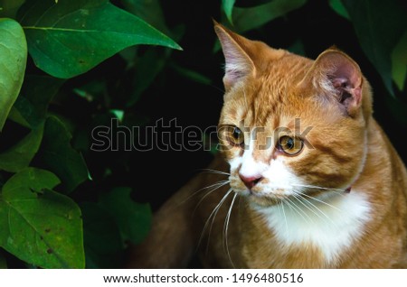 Red kitten with a collar in the thicket hunts