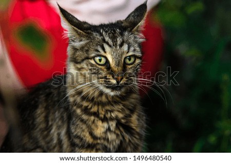 Surprised tabby cat in dark colors