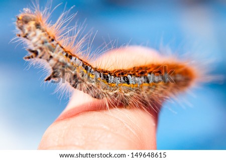 Low angle view of catepillar worm moving on green grass