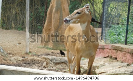 beautiful Nilgai animals image. Indian animal photo