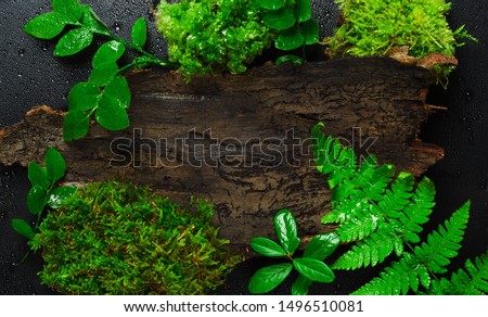 Tree bark slice with greenery top view. Trunk piece with various leaves close up. Decorative botanical backdrop with copyspace. Different foliage, moss and wood on wet surface with water drops Royalty-Free Stock Photo #1496510081