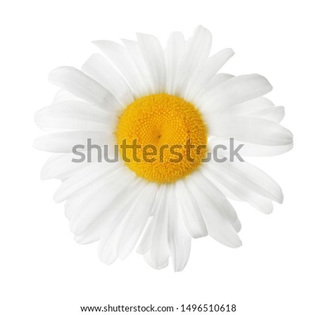 Beautiful blooming chamomile flower isolated on white