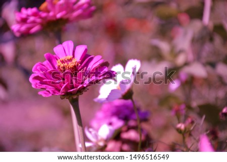Garden full of colorful zinnias. Beautiful summer flowers. Group of romantic zinnia flowers for background.
