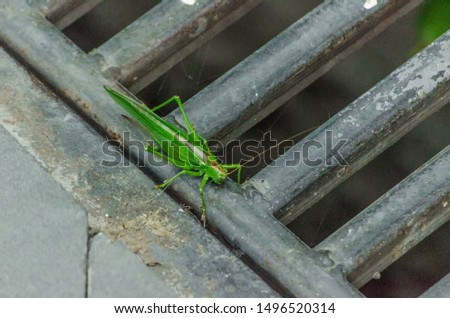 big green grasshopper close-up on asphalt road