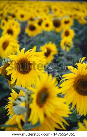 Beautiful and moody sunflower field