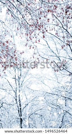 Snowing landscape, greeting card design and New Years Eve travel concept - Winter holiday background, nature scenery with shiny snow and cold weather in forest at Christmas time