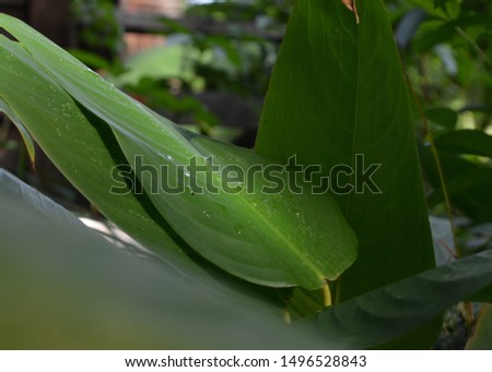 Green and Nature  Image Background at Thai home in Bangkok Thailand,July 2019