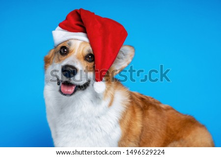 Close up portrait of happy  beautiful dog breed welsh corgi pembroke, wearing red christmas santa hat,  on blue background