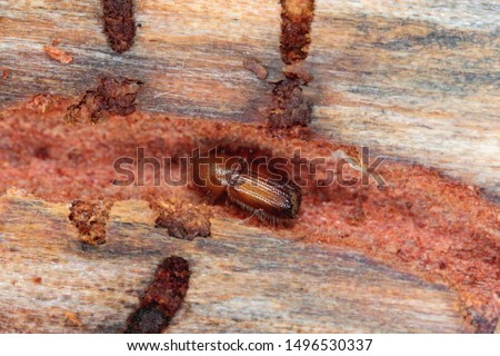 The pine bark beetle Ips acuminatus (Coleoptera: Curculionidae, Scolytinae) Royalty-Free Stock Photo #1496530337