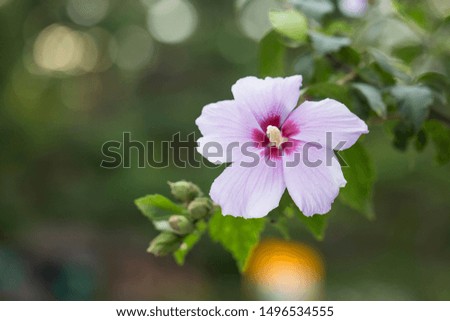 An orchid-pink-color Rose of Sharon flower blooms in the garden.