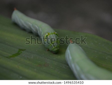 The Big Green Caterpillar On a Green Leaf at my home bangkok Thailand,Aug 2019