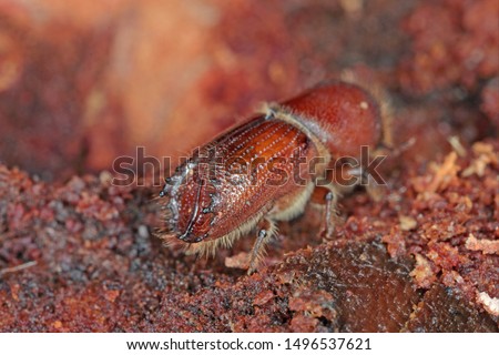 The European spruce bark beetle (Ips typographus), is a species of beetle in the weevil subfamily Scolytinae, the bark beetles. Royalty-Free Stock Photo #1496537621