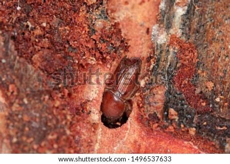 The European spruce bark beetle (Ips typographus), is a species of beetle in the weevil subfamily Scolytinae, the bark beetles. Royalty-Free Stock Photo #1496537633