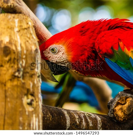 Scarlet macaw, parrot in a natural park in Cartagena, Colombia
