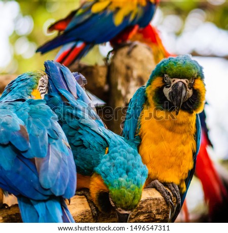 Blue and yellow macaw, parrot in a natural park in Cartagena, Colombia
