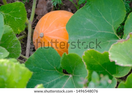 A ripe orange pumpkin grows on a garden bed.