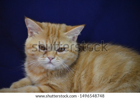 Cute red cat sitting on a dark blue background