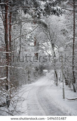 Winter forest with snow on trees and floor	