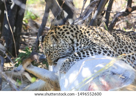 Leopard (Panthera pardus) eating a red lechwe (Kobus leche) in Moremi, Okavango Delta, Botswana. Leopard populations are decreasing due to loss of habitat and poaching for their pelts and medicine. 