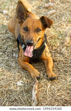 Cute mixed breed dog playing on a meadow. Age almost 2 years. Parson Jack Russell - German shepherd - Chihuahua mix.