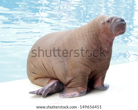 walrus on water background