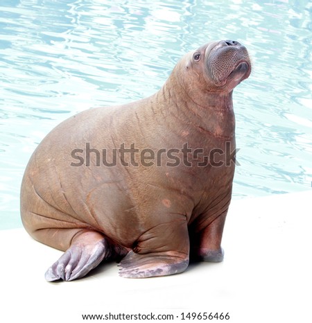 walrus portrait on water background