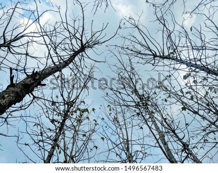 
Indonesian teak forest sky for background image
