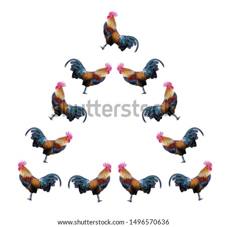 Duplicate chicken , isolated on white background.clipping path.