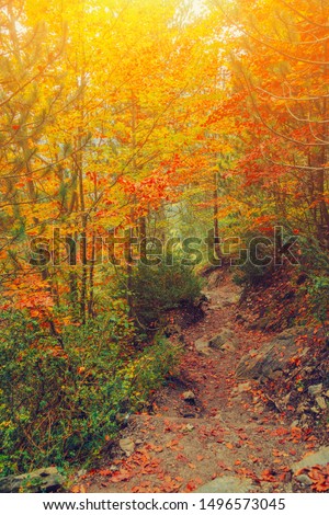 Path in natural park with autumn trees. Sunny autumn picturesque forest landscape with sunlight. Fall trees with colorful leaves background. Footpath in autumn morning scene colorful forest nature