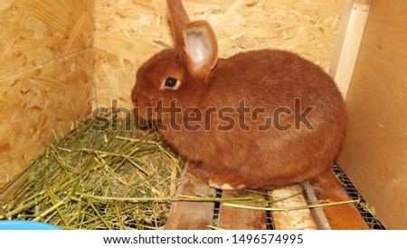 Pictured is a beautiful New Zealand red rabbit.