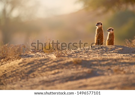 Two Meerkats, Suricata suricatta, african small carnivores watching surroundings in freezing morning of Kalahari desert. Low angle photo.  Wild suricates on sand, basking in the sun, Botswana safari.
